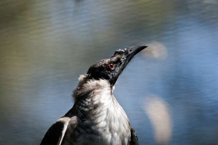 this is a side view of a  noisy friar bird in close upの写真素材