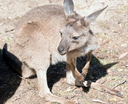 this is a close up of a western grey kangaroo