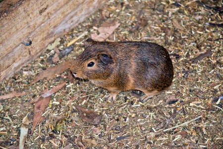 the guinea pig is walking on leavesの写真素材