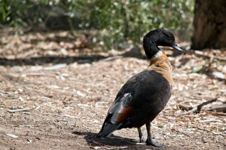 this is a side view of an Australian shelduck walking through a forestの写真素材