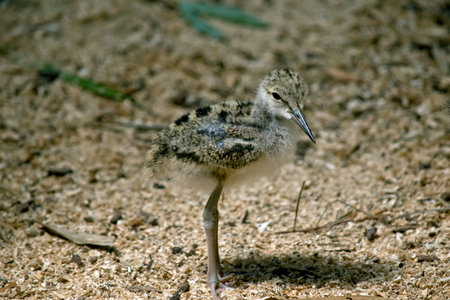 the black winged stilt chick is just a few days old