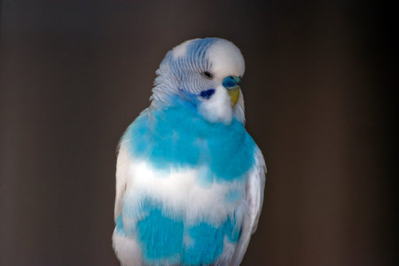 this is a close up of a blue budgie