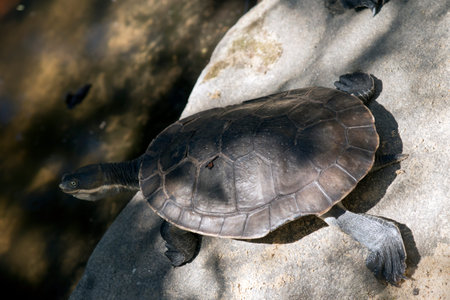 the large turtle is standing on a rock