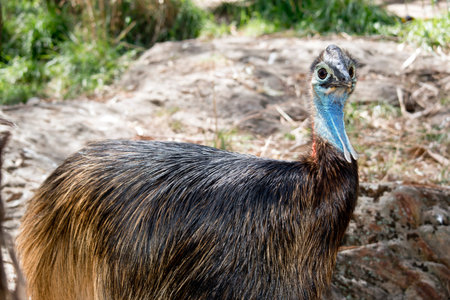 the young cassowar is covered in long brown feathers until he matures and his feathers turn black