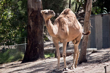 the dromedary camel is in a large paddockの写真素材