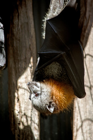the fruit bat hangs upside down during the day