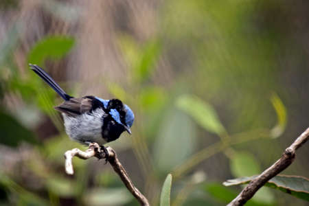 the small fairy wren is perched on a branchの写真素材