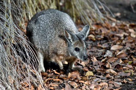 the Tammar wallaby is hiding in the bushesの写真素材