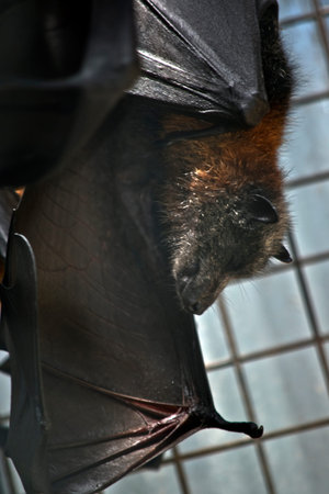 the fruit bat is hanging upside down with wings spread