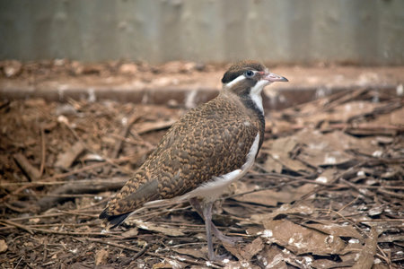 this is a side view of a young banded lapwing