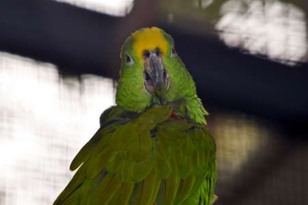 this is a close up of a a Yellow-crowned Amazonの写真素材