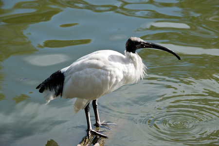 the white ibis is standing on a piece of wood sticking out of the water