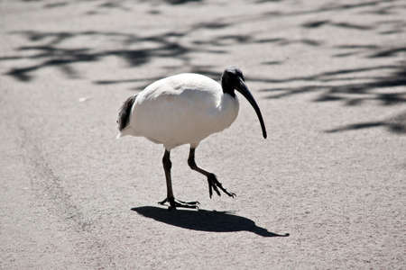 the white ibis is walking on a pathwayの写真素材