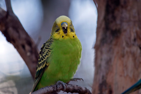 this is a close up of a green and yellow budgerigar or parakeet singing