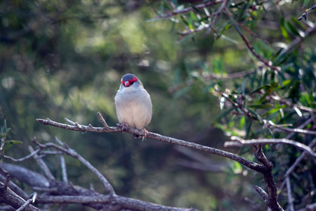 the red browed finch is perched on a bush