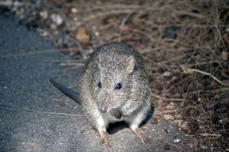 the long nosed potoroo is on the path looking for foodの写真素材