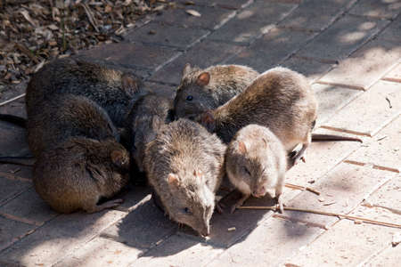 the group of long nosed potoroos are searching for foodの写真素材