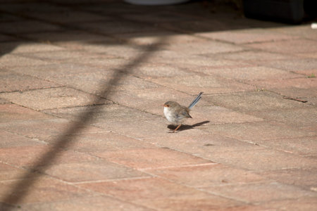 the  superb fairy wren is resting on a brick pathの写真素材