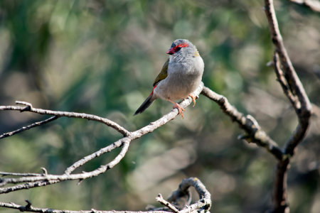 the red browed finch is perched on a bush