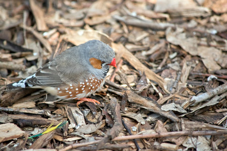 the zebra finch is looking for food on the ground