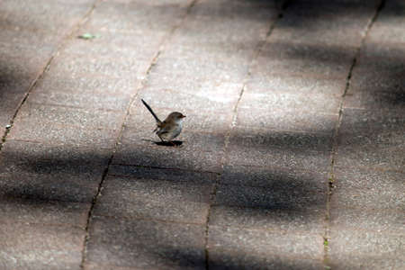 the female superb fairy wren is searching for foodの写真素材