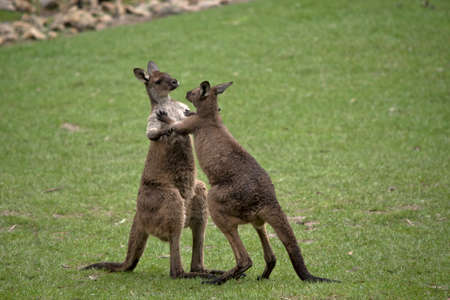 the western grey male kangaroos are fighting. the winner gets the female to mate withの写真素材
