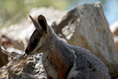 side view of a joey yellow footed rock wallaby