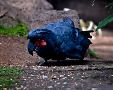 the palm cockatoo is on the ground looking for foodの写真素材