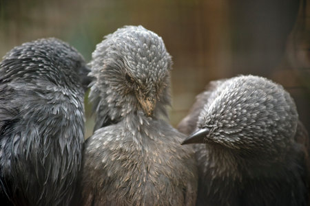the three birds are preening each other
