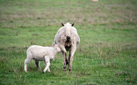 the sheep is feeding her baby lambの写真素材