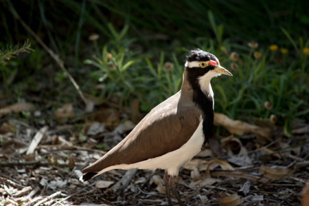 side view of a banded lapwing