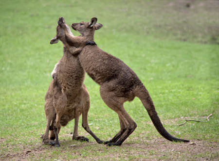 the western grey male kangaroos are fighting.の写真素材