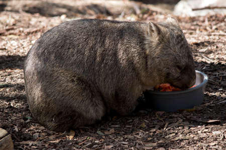 this is a side view of a wombat eatingの写真素材