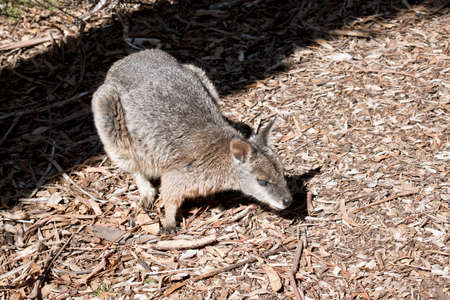 the tammar wallaby is looking for food to eatの写真素材