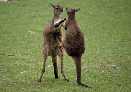 the western grey male kangaroos are fighting. One kicks the other in the stomachの写真素材
