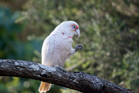 the long billed corella is resting on a tree branch eating