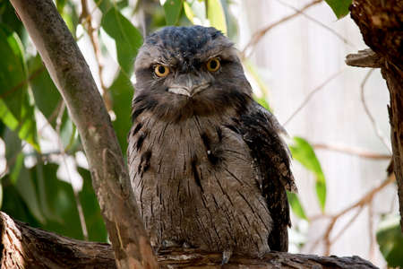the tawny frogmouth uses its camoflague to hide in a treeの写真素材