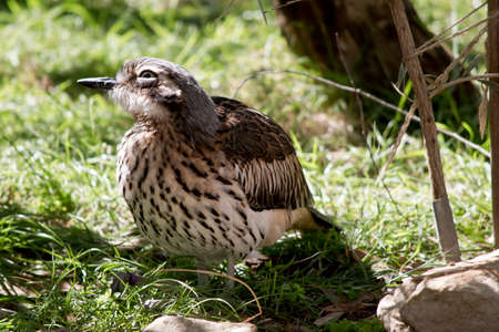 the bush stone curlew is resting in the shadeの写真素材