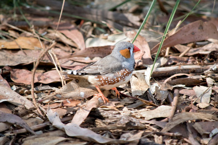 the zebra finch is searching for food amongst the leaves