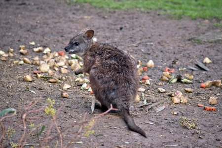 the tammar wallaby is eating food left for them