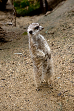 the cute meerkat is standing on guard duty.