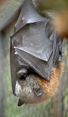 the fruit bat hangs upside down while resting