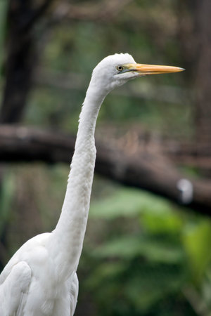 this is a close up of a great egret