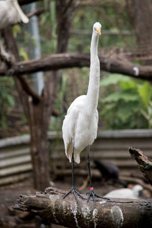 the great egret is perched on a logの写真素材