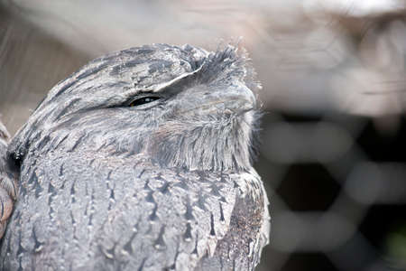 this is a close up of a tawny frogmouthの写真素材