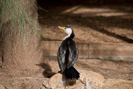 the pied cormorant is sitting on a rockの写真素材