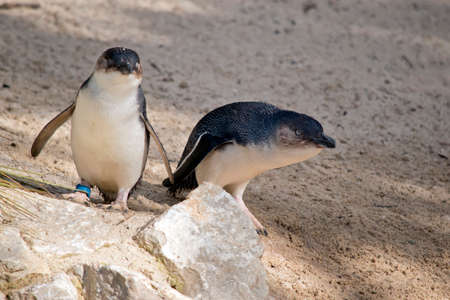 the fairy penguins are walking in the hot sandの写真素材