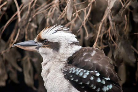 this is a close up of a laughing kookaburraの写真素材