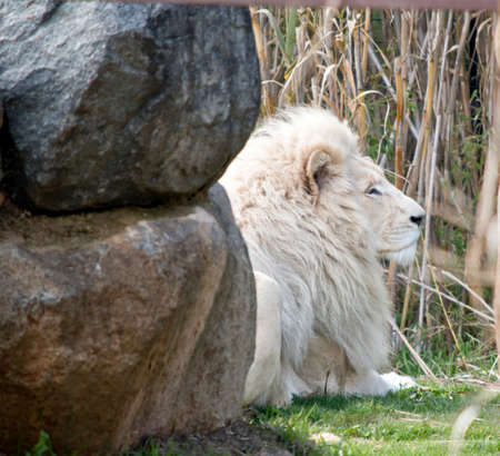 the lion is resting in the shadeの写真素材