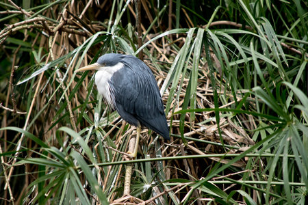 the pied heron is hiding in the tall grass